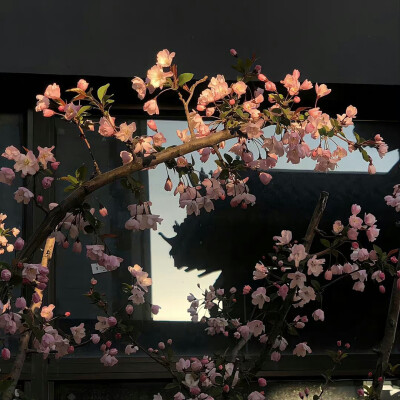 WeChat背景图