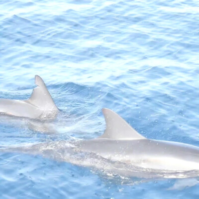 *我们沿着北海道的铁轨 /-ジェットバックでとぶ飛ぶ