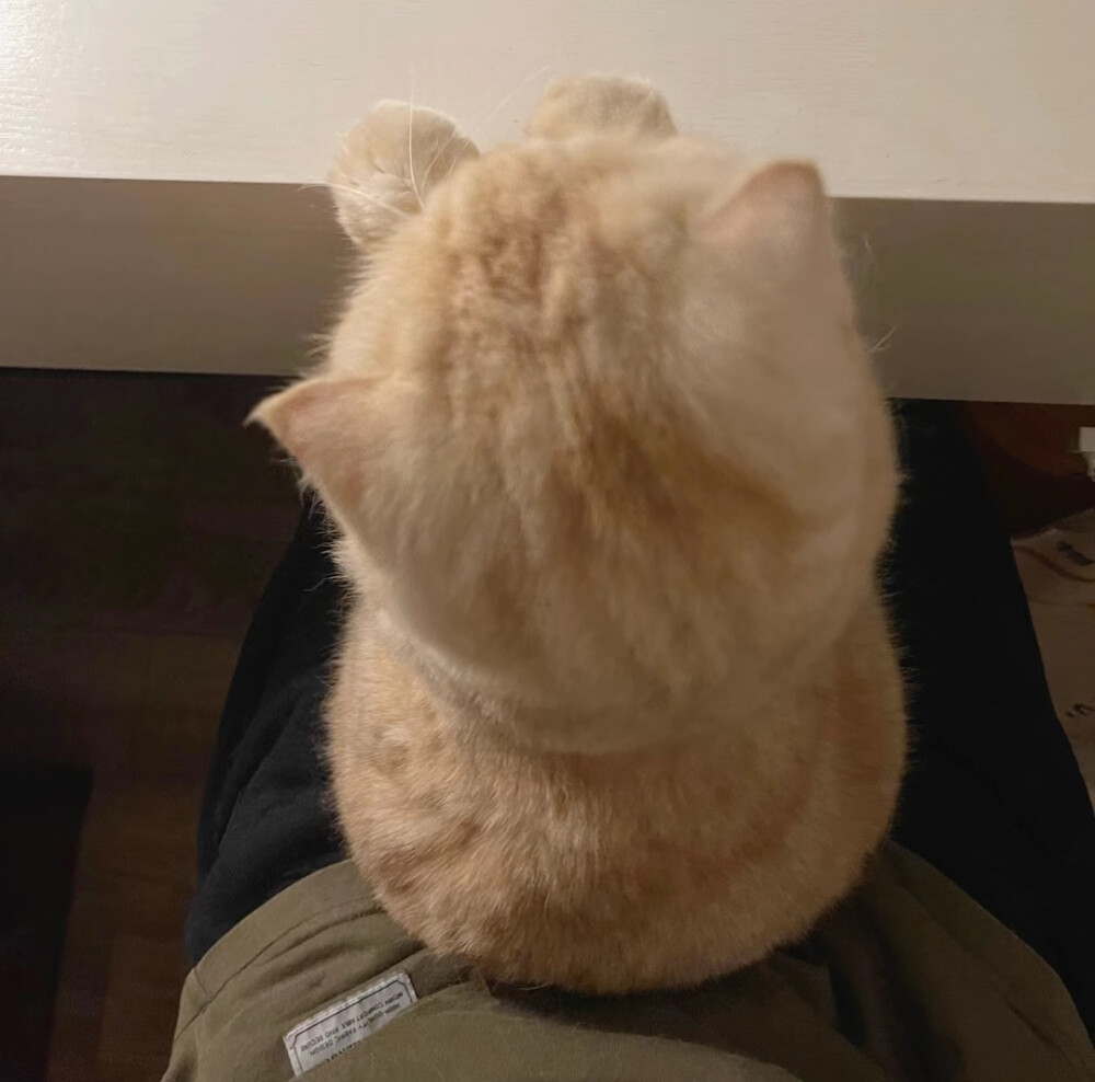 pet