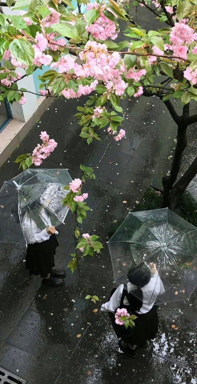 我栽一段樱色赠你 好让你不逊色于这人间烟火
ins 樱花壁纸/背景图