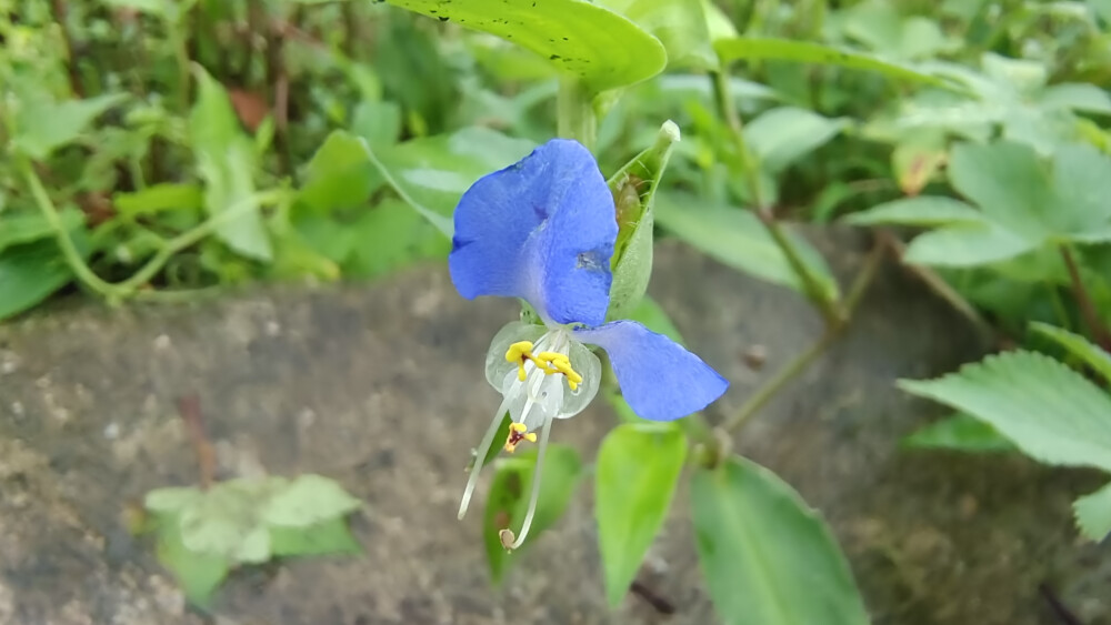 吉安随拍：花花草草之鸭跖草