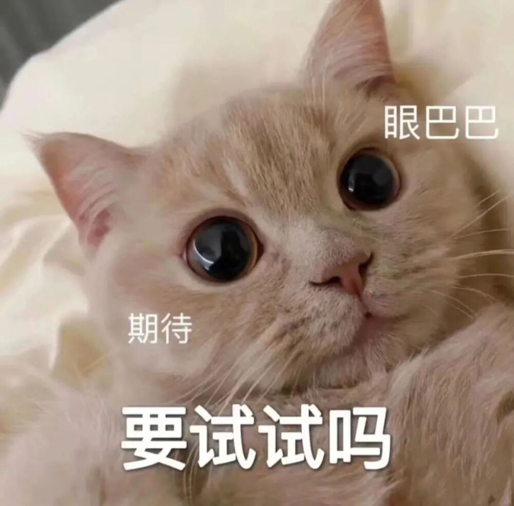 猫猫表情包