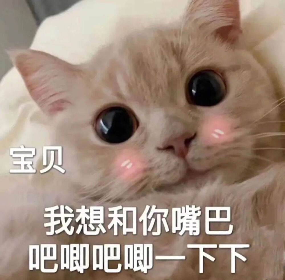 猫猫表情包