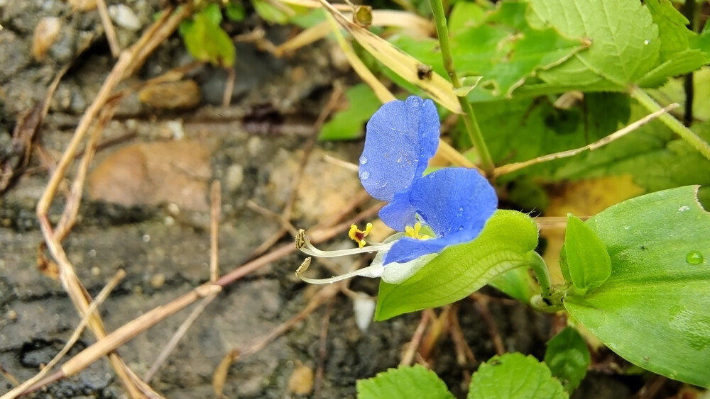 吉安随拍：花花草草之鸭跖草