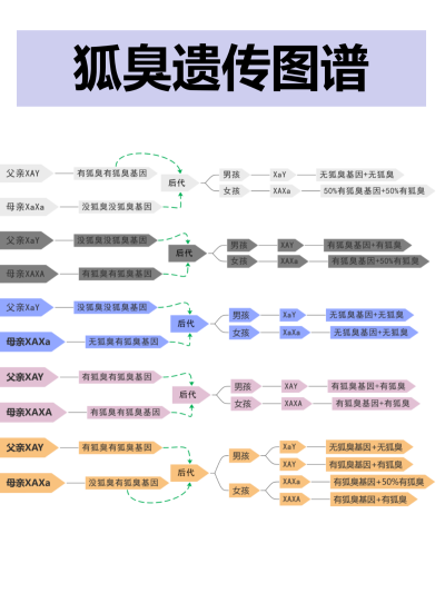 狐臭的遗传规律你知道吗？
狐臭是有遗传性的。狐臭遗传不分男女，男女获得狐臭遗传的几率是 相等的！！
带有狐臭致病基因的第16对染色体，可以编码一种蛋白。这种蛋白在 细胞中的功能很强大，它可以把大分子有机物…