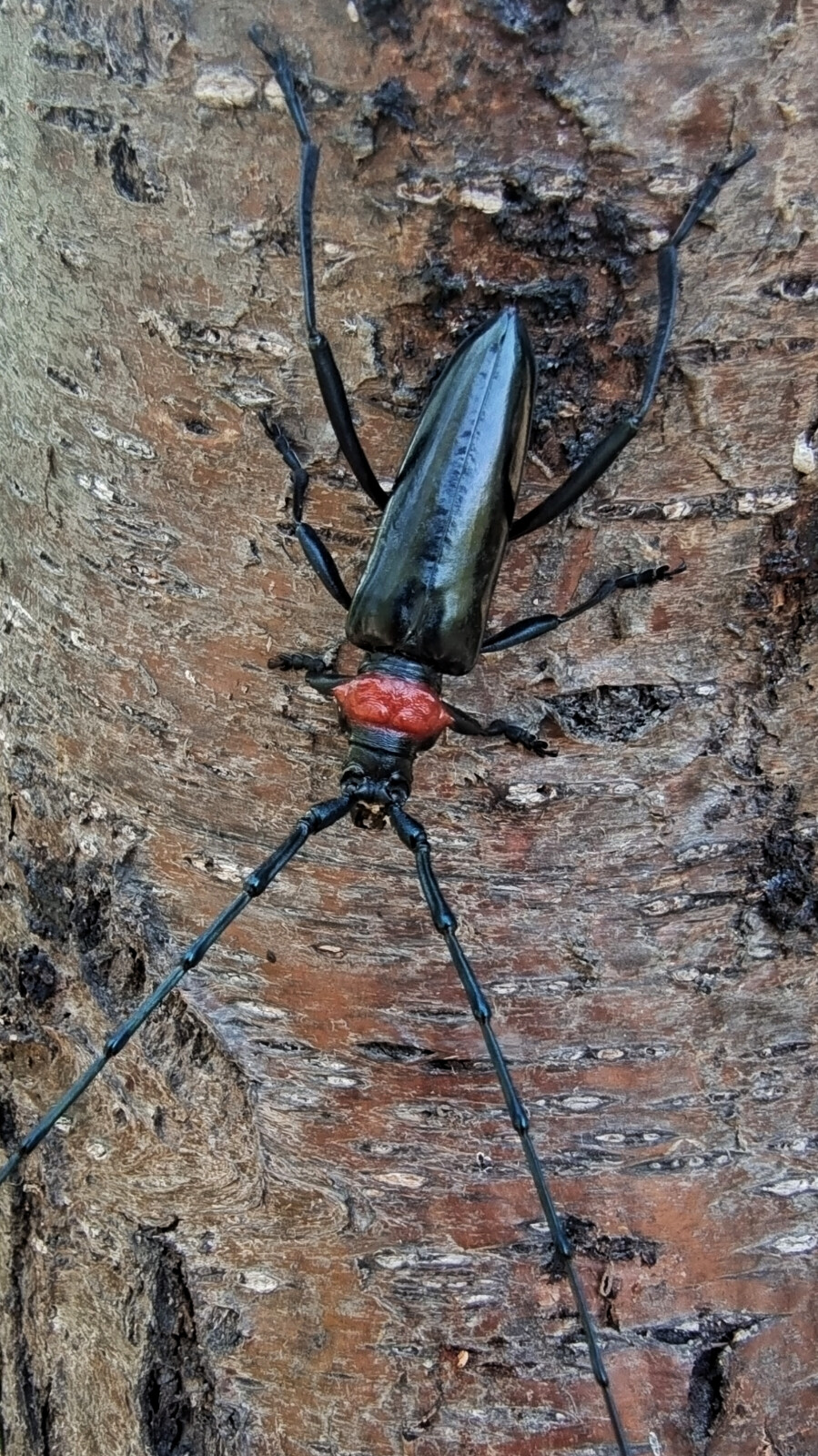 星天牛属于我国,日本,韩国特有的品种