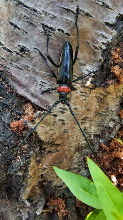 我国常见天牛:星天牛,桃红颈天牛,桑天牛,光肩星天牛,红缘天牛,云斑