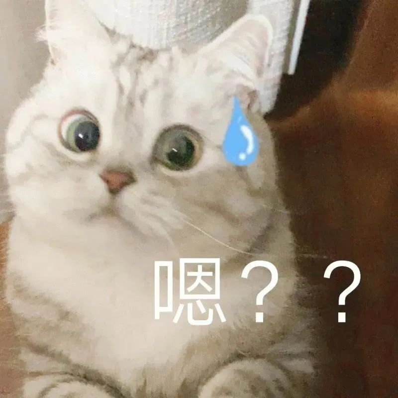 猫猫表情包