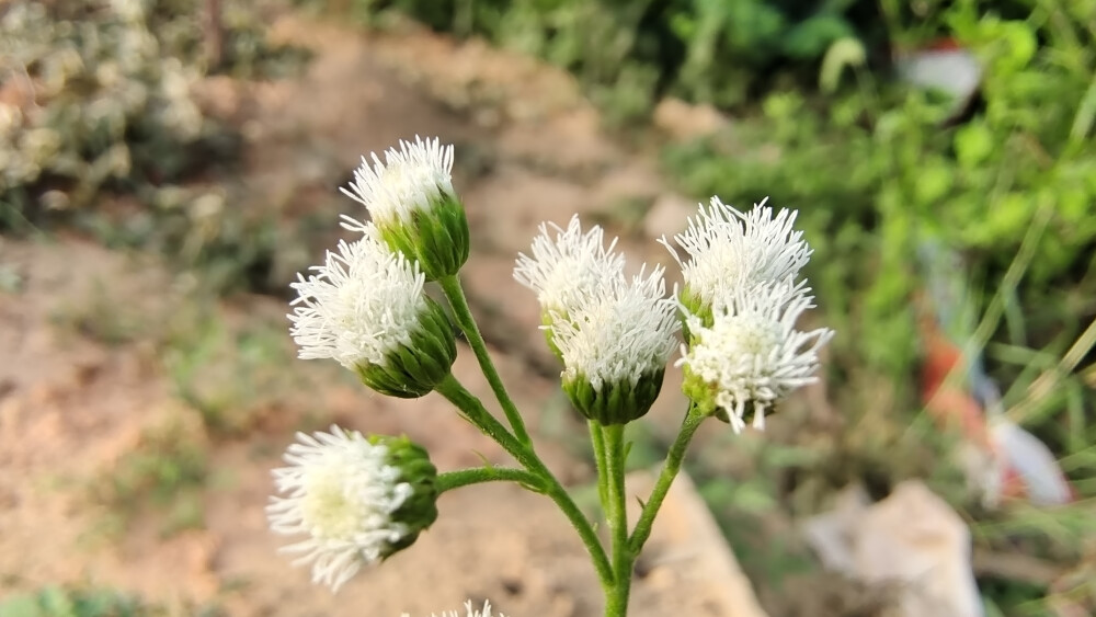 吉安随拍：花花草草之藿香蓟