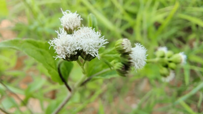 吉安随拍：花花草草之藿香蓟