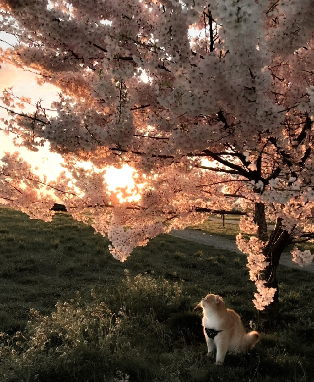 —どれを隠すか...藏了多少句情話 ×