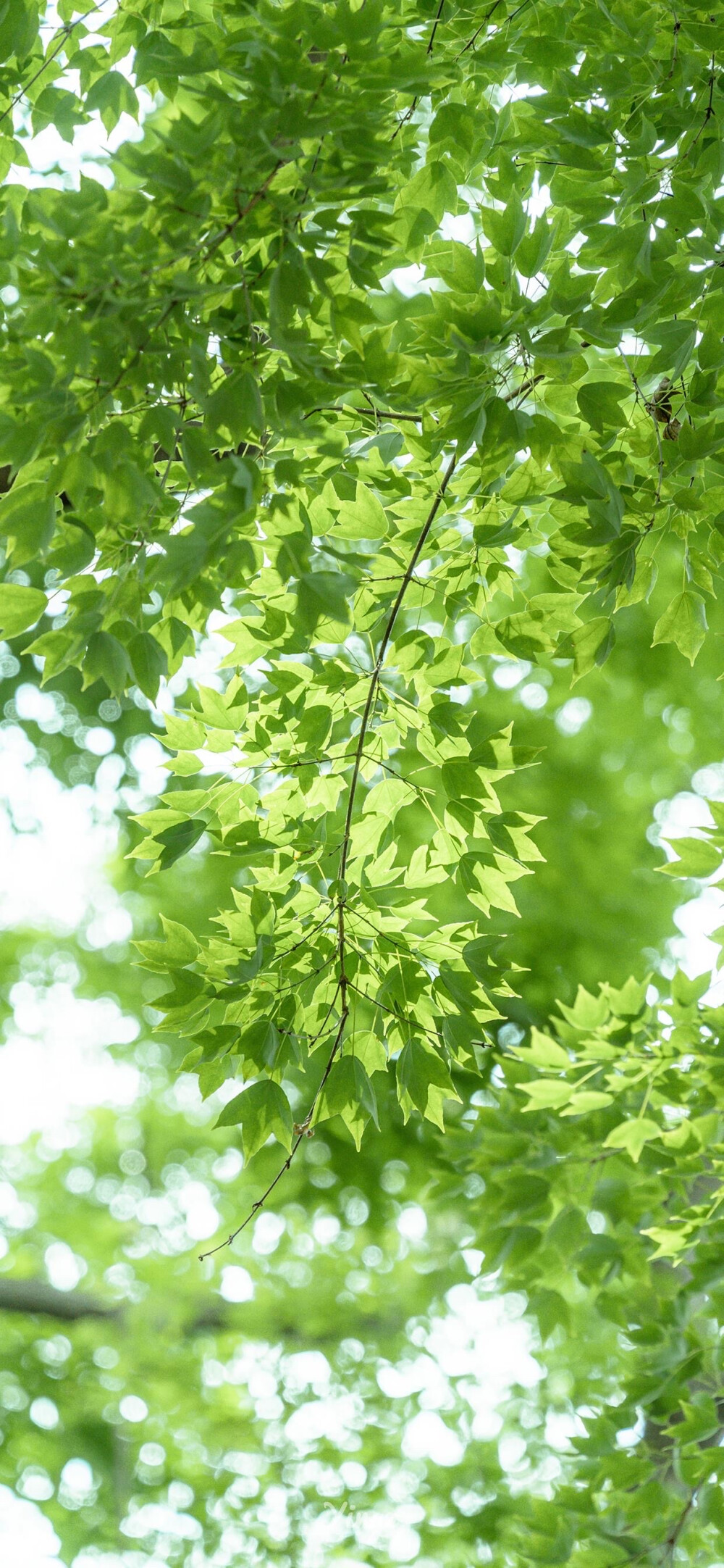 夏日壁纸