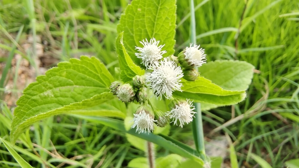 吉安随拍：花花草草之藿香蓟