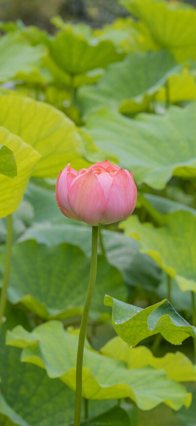 荷花壁纸 清新