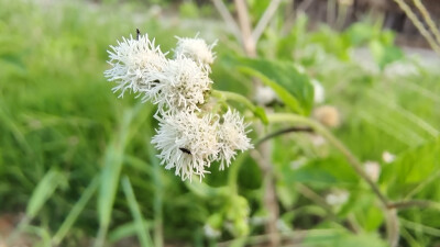 吉安随拍：花花草草之藿香蓟