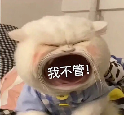 小猫表情包