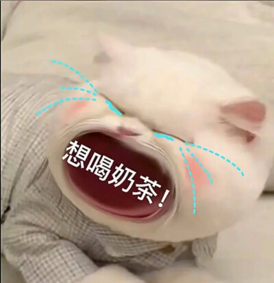 小猫表情包