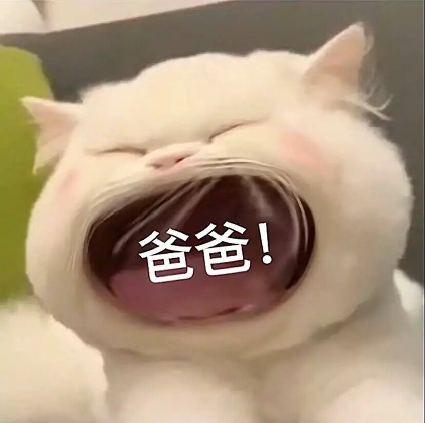 小猫表情包