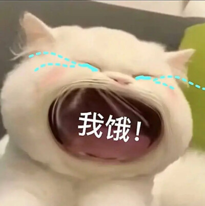 小猫表情包