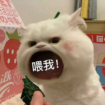 小猫表情包