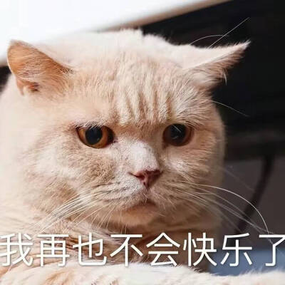 猫猫