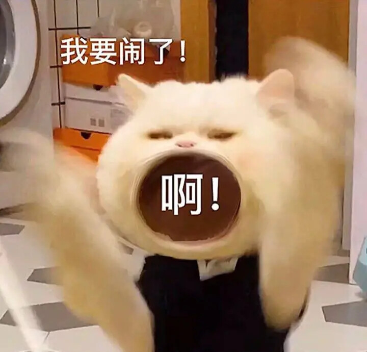 小猫表情包