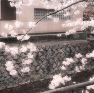 樱花*（sakura）般的爱恋
