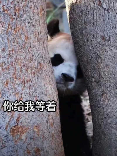 熊猫