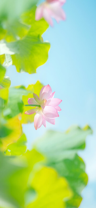 看取莲花净，应知不染心
——夏至日
摄影@大圣不空