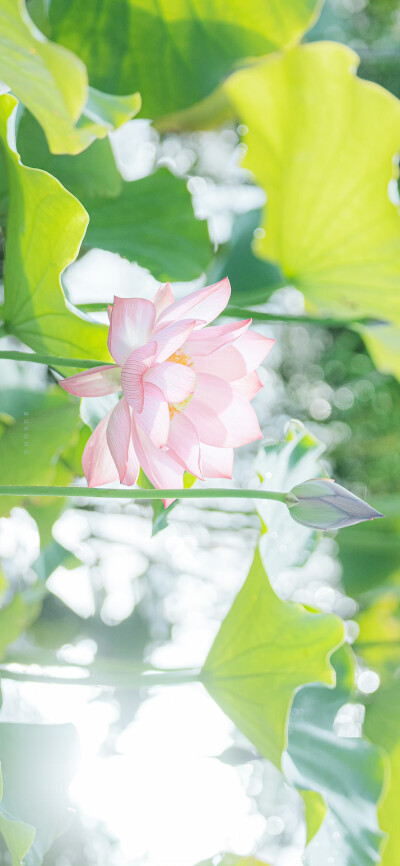 看取莲花净，应知不染心
——夏至日
摄影@大圣不空