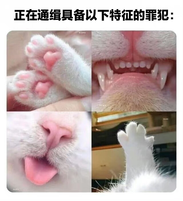 离了小猫地球怎么转