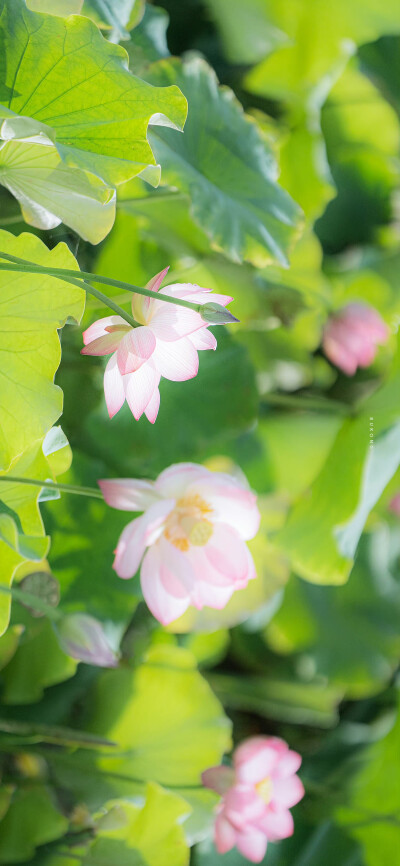 看取莲花净，应知不染心
——夏至日
摄影@大圣不空