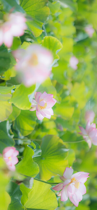 看取莲花净，应知不染心
——夏至日
摄影@大圣不空