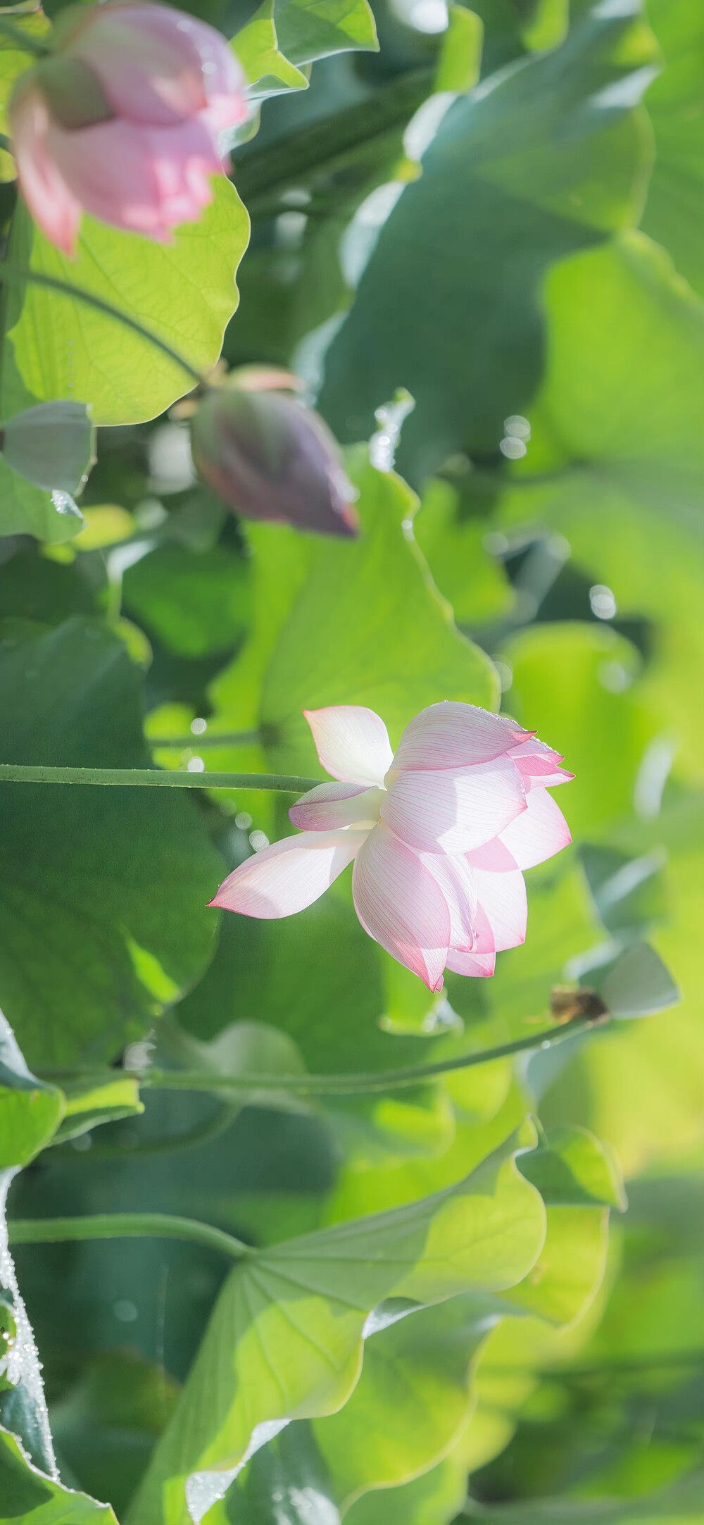 看取莲花净，应知不染心
——夏至日
摄影@大圣不空