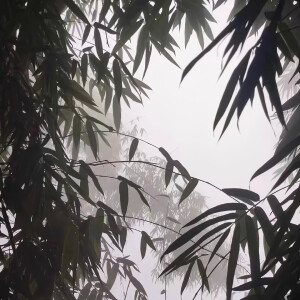 pyq背景/壁纸
//侵删