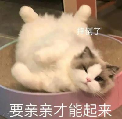 Share｜搞笑猫咪表情包
-
泡面需要三分钟而你泡我需要吃三年泡面。