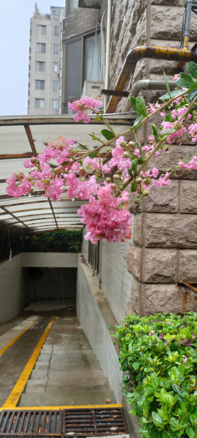 夏日，暴雨，花