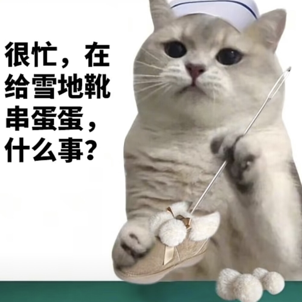 猫咪 表情包