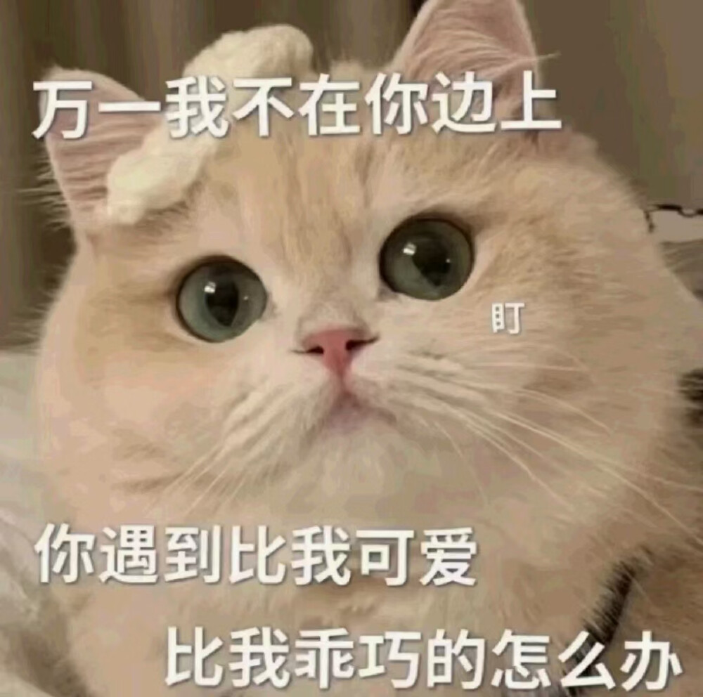 猫咪表情包