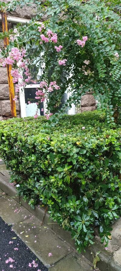 夏日，暴雨，花