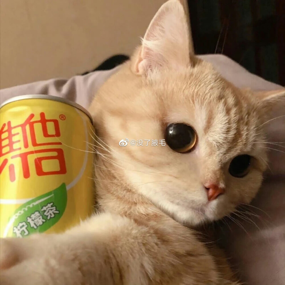 可爱猫猫头像