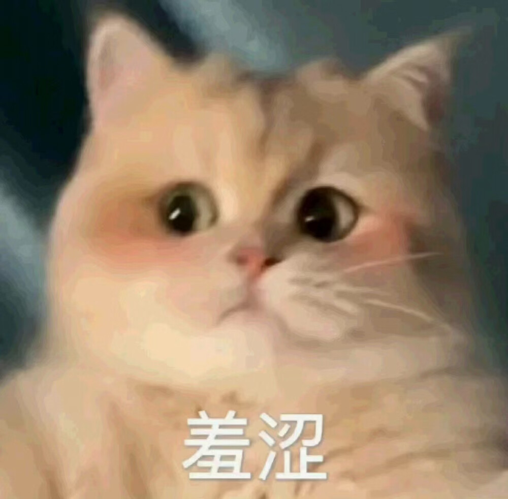 猫咪表情包