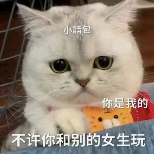 猫咪表情包