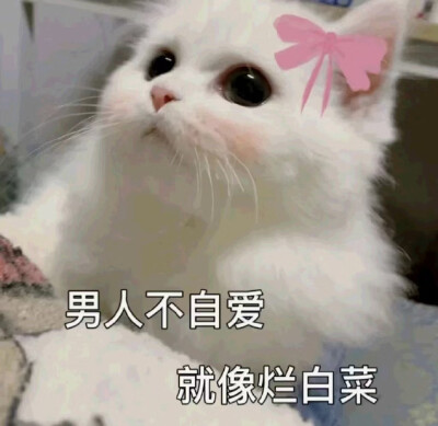 猫咪表情包