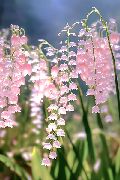 铃兰花壁纸