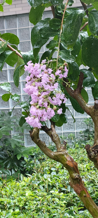 夏日，暴雨，花