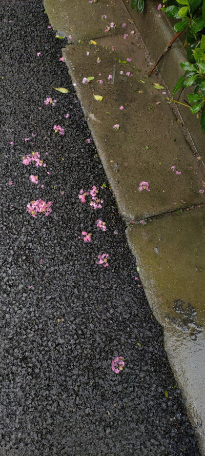 夏日，暴雨，花