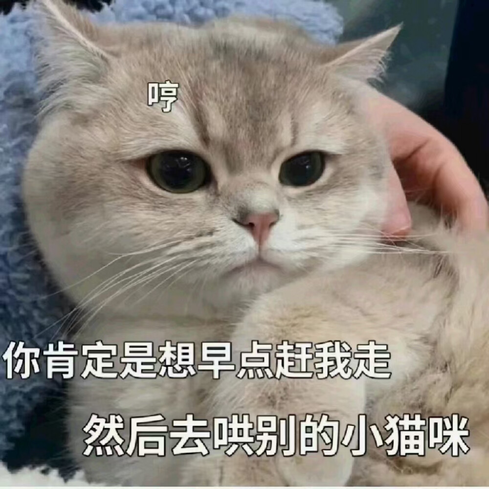 猫咪表情包