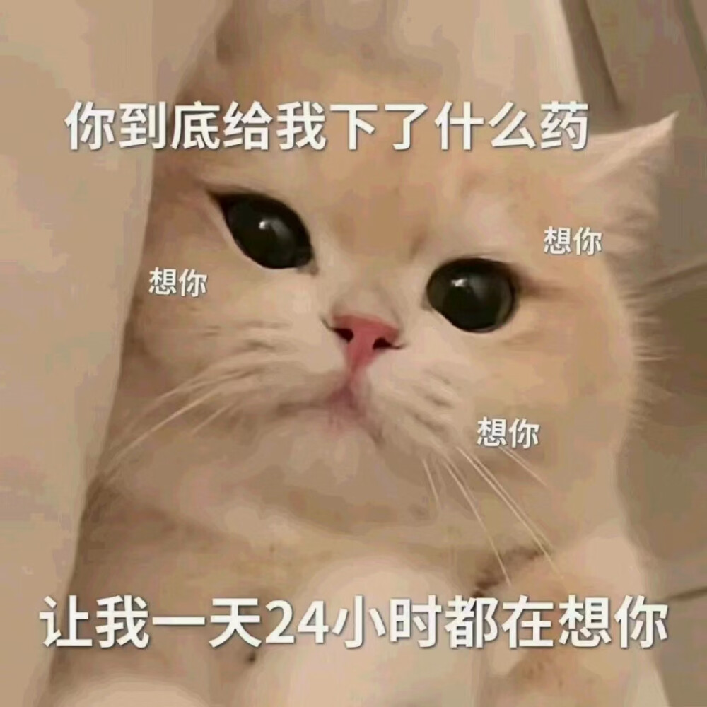 猫咪表情包