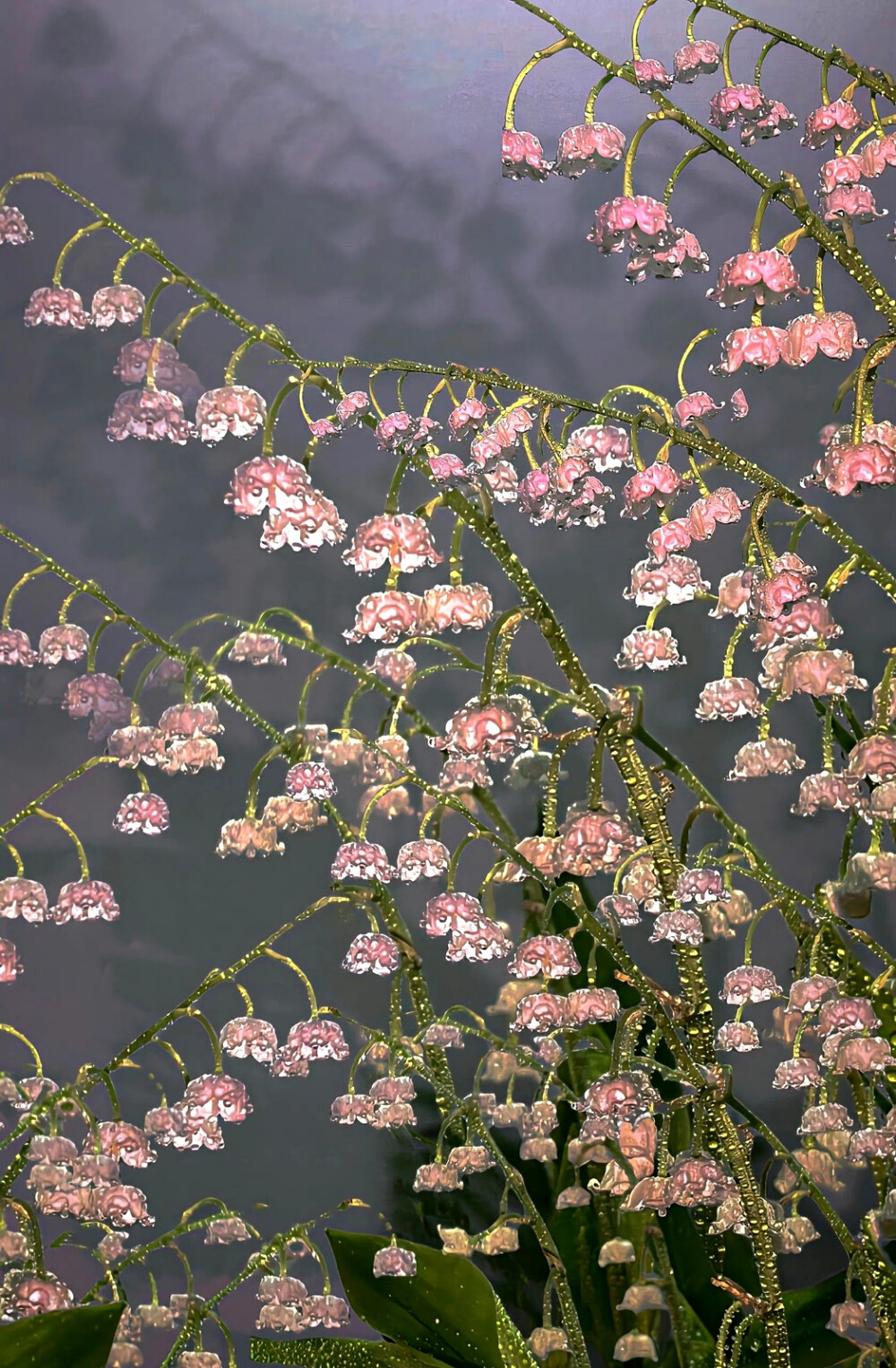 铃兰花壁纸